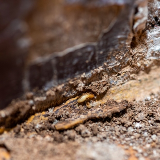 Diagnostic termites d'une maison